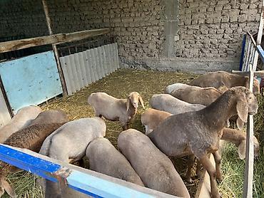 Продам с/х животных: Продаю | Овца (самка) | На забой, Для разведения | Племенные — 1
