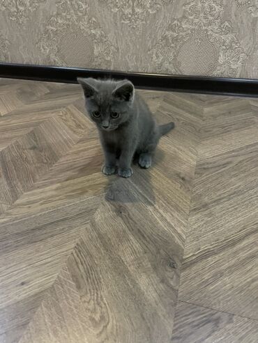 домик для котов: Серый домашний короткошерстный котенок с мягкой плюшевой шерстью. У