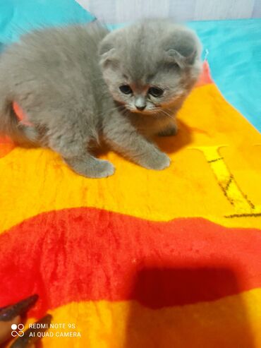 Pişiklər: Şotland, Erkək, Dişi, Yaxşı əllərə, Ünvandan götürmə — 3