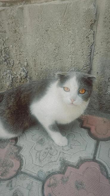 кошки скотиш фолд: Шотландская вислоухая кошка (Scottish Fold) - Окрас: бело-серый — 1