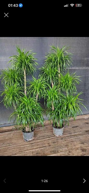 Другие комнатные растения: Комнатные крупномеры, готовые для озеленения интерьера. Состав: - — 5