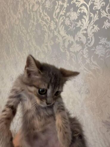 Pişiklər: Amerikan Shorthair, Dişi, Yaxşı əllərə — 9