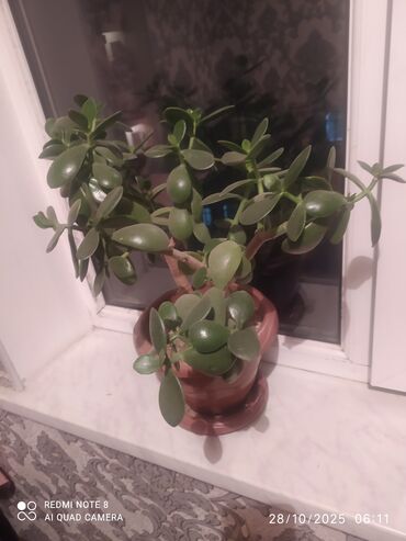 1 kq bugda qiymeti: Succulent “Pul ağacı” (Crassula ovata) – dekorativ qapı bitkisi -