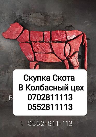 кошка бишкек: Колбасный Цех Принимаем скот Любой упитанности На Калбасный цех Дорого — 1