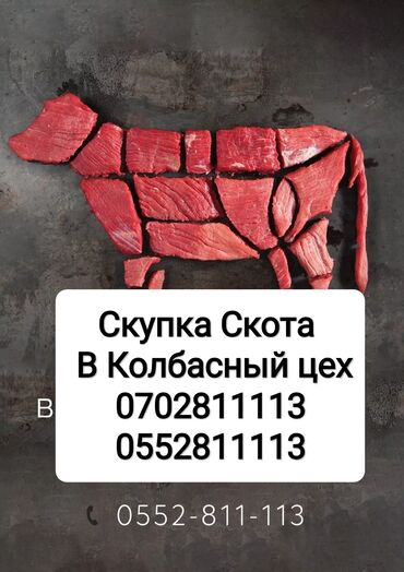продам ячмень оптом: Сатып алам | Уйлар, букалар, Жылкылар, аттар | Бардык шартта, Союлган, Союуга, этке