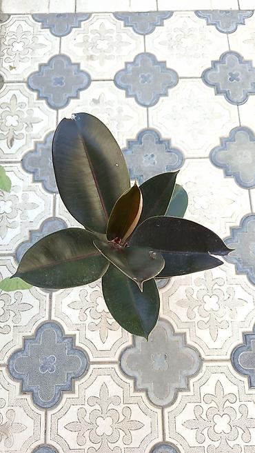 cilədağı bitkisi: Otaq bitkiləri dəsti – ağ saksılarda - Syngonium (ok yarpaqlı — 6