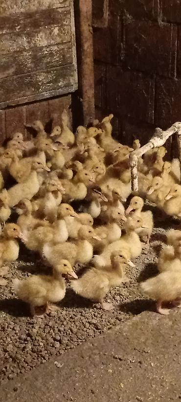 ağ ordək: Salam, 15 günlük pekin ördək balaları satılır. Qiymət 3 manat. Sürətlə — 1