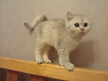 Кошки: Dishi shinshilla balasidir 07.06.2026 ci ildə anadan olub.Təmiz qan — 2