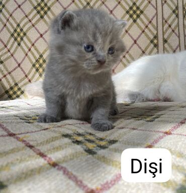 Pişiklər: Şotland yastı qulaq, Erkək, Dişi — 6