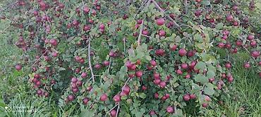 ev gulleri ve adları: 🍎 Satılır Bağ – Qızıləhməddi Alma Bağı🍎 Əla fürsət! Məhsuldar və — 7