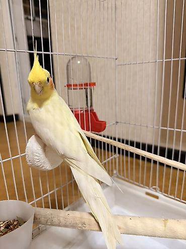 qara toyuq quşu: Məhsul: Sarı rəngli nimfa (cockatiel) tutuquşu Təsvir: - Gözoxşayan — 6
