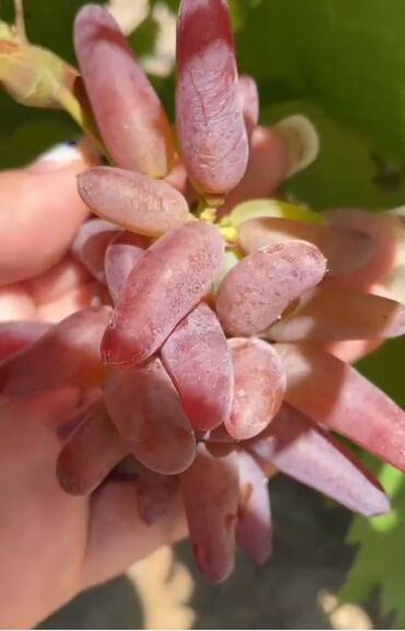 Şitillər: Gəl, bax, seç, apar. Məkan Bilgəh. Köklü Torpaqlı dibçəkdə: Ağ şanı - — 12