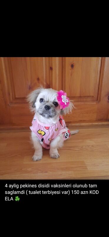 İtlər: 3 ay, Dişi, Peyvəndli — 23