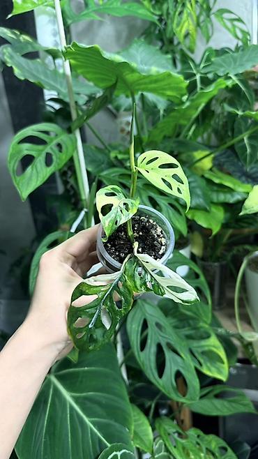 Монстеры: Детки Алоказии Полли по 200 Монстера адансони вариегатная (Monstera — 1