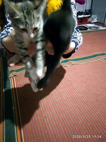 отдам даром котят: Котята, домашние, подростки. Описание: - Окрас: один тигровый — 2