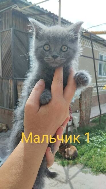 домик кошки: Британская короткошёрстная, 2 месяца, Мальчик, Голубой, Приучена к лотку, Проглистована