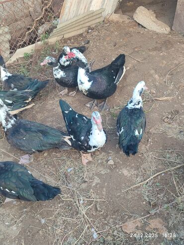 Ördəklər: Dişi, | Lal ördək, Ətlik — 5