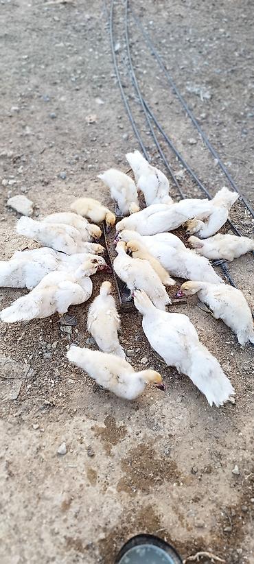 17 eded hami 200azn unvan Saray qesebesi lalafo.az -da — 3 17 eded hami 200azn unvan Saray qesebesi — 3