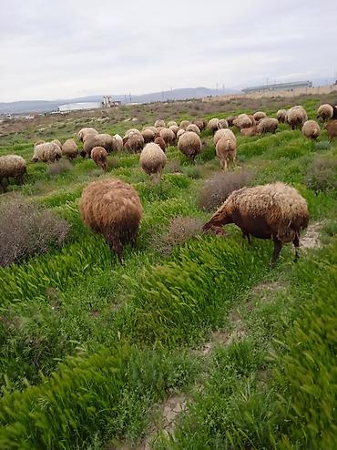Qoyunlar, qoçlar: Dişi, il: 1, Damazlıq, Ünvandan götürmə — 2