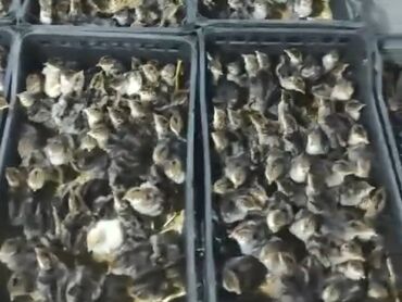 Digər quşlar: Hündüşka balasi qiyməti 5 manatdir kim isdese buyrub zakaz vere biler