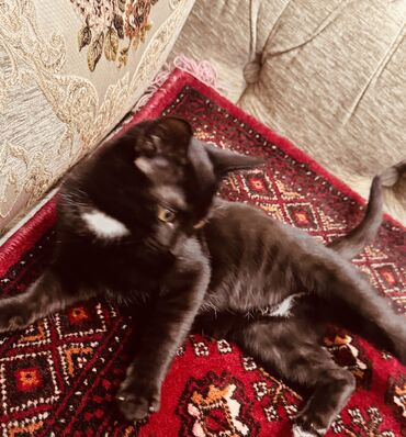 купить кролик декоративный: Отдам в хорошие руки ❤️Котёнок домашний, короткошерстный. Окрас