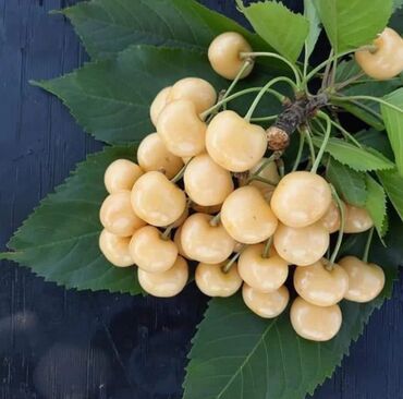 Ağaclar: Yalnız bizim təsərfatimizda bölgələrə uyğun olaraq ağacların kok — 23