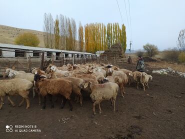 животные карова: Сатам | Кочкор (эркек) | Аргын | Көбөйтүү үчүн | Асыл тукумдуу