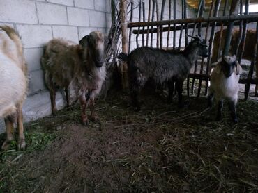 ягнята козу: Продаю | Коза (самка), Козёл (самец), Козлёнок