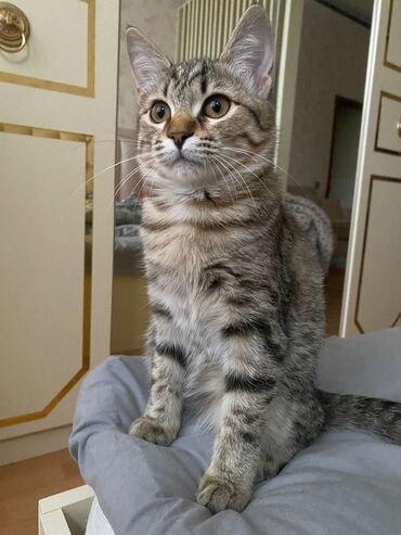 Pişiklər: Sekilleri cevirib baxin her biri pulsuz sahiblendirilir. tertemiz ev — 1