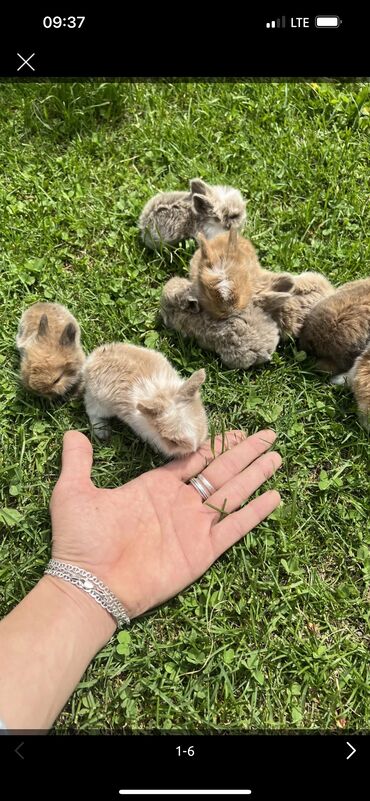 Кемирүүчүлөр: Продаю цена 1500 сом за штуку декоративных карликовых кроликов Не