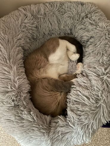 Отдам даром кошку: Кошка даром: Сиамская, Девочка, Приучена к лотку — 5