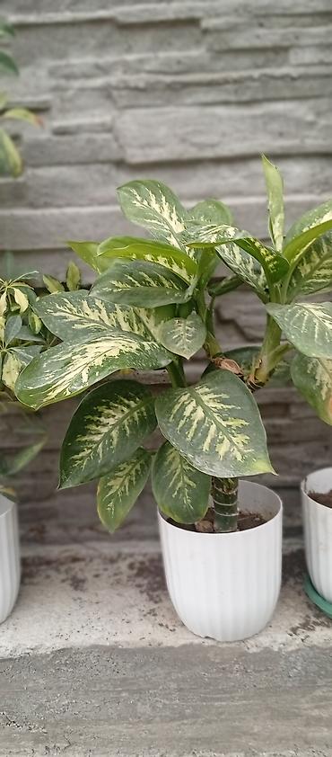 диффенбахия купить: Диффенбахия (Dieffenbachia) в декоративном горшке - Пестролистное — 3