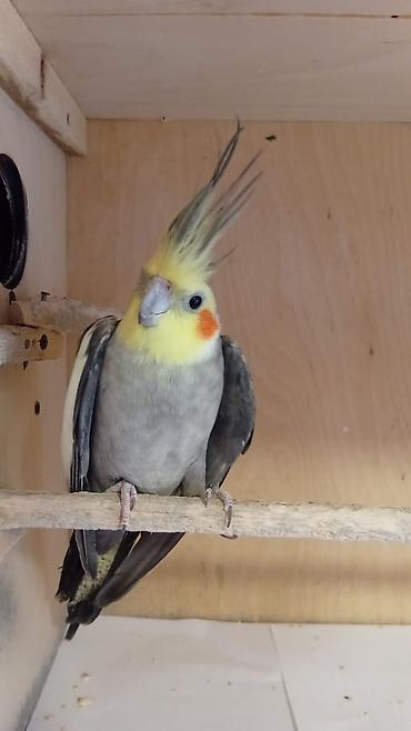 Животные: Cute hazir böyuk saglam oxuyan erkəy karella cox gozel oxumaq var — 3