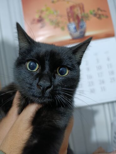 Продажа кошек: Беспородная, 4 месяца, Мальчик, Черный — 11