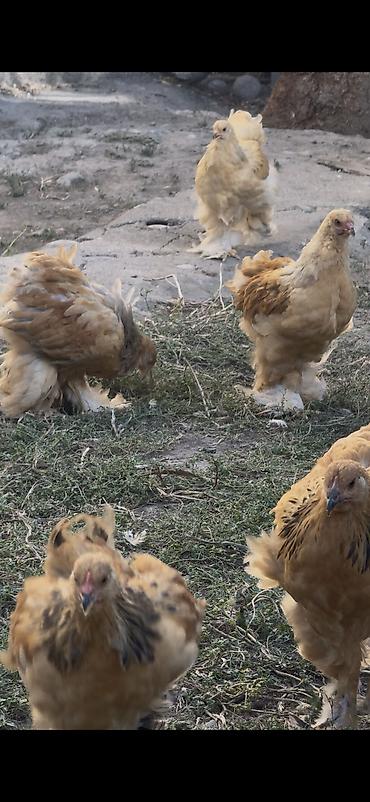 биг 6 индюки купить: Продаю цыплят породы Брама. Им 3 месяца Цвет: Палевый — 1