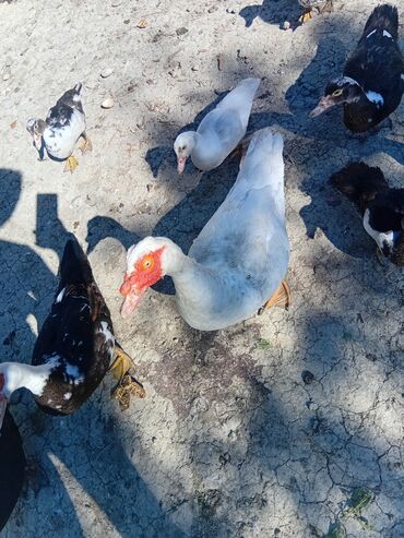 клетка для кролика: Muscovy (indo) ördəkləri – qarışıq rənglərdə sürü - Növ: Muscovy