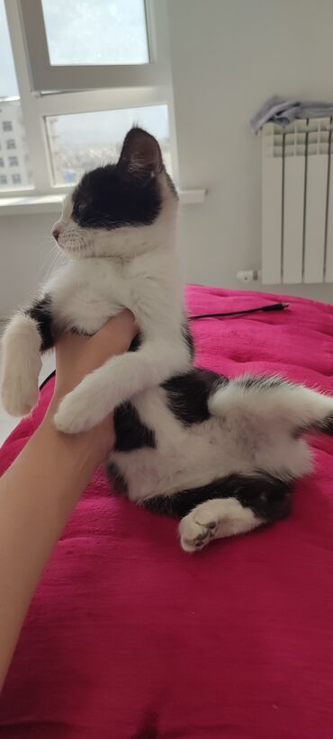 Отдам даром кошку: Кошка даром: Беспородная, 1 месяц, Девочка