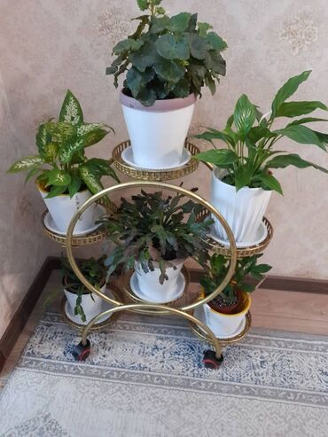для растений: Другие комнатные растения