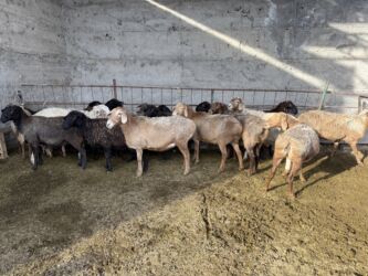 продаю дойных коров: Сатам | Ургаачы кой (ургаачы), Козу, Кочкор (эркек) | Гиссар, Аргын, Долан | Союуга, Көбөйтүү үчүн, Жүн үчүн | Асыл тукумдуу, Бооз, Бычылган