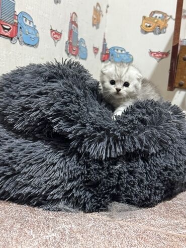 Pişiklər: Britan — 14