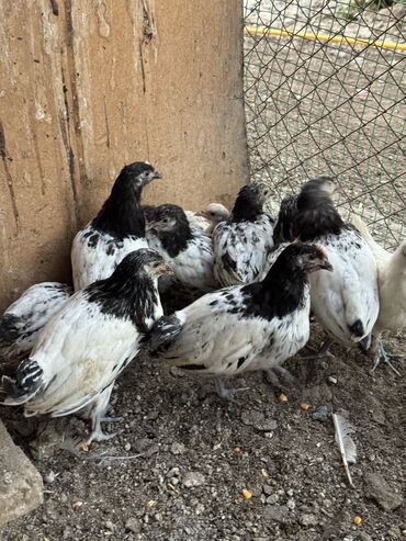 клетка для перепелов купить: Продам сразу всех оптом 
Количество около 40 штук