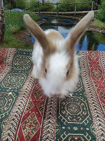 Dovşanlar: Dovşan Ag kariçni Yarı cırtdan çox gözəl Sort dovşandı. Şəkillərdə — 5