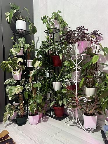 Диффенбахии: Комнатные растения в декоративных горшках - Диффенбахия крупнолистная — 41