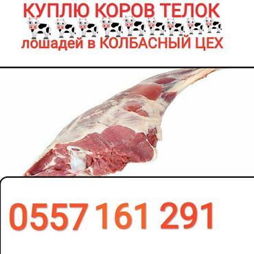 539 объявлений | ЖИВОТНЫЕ: Куплю | Коровы, быки, Козы, козлы, Лошади, кони | На забой, на мясо