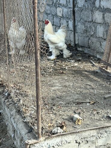 Toyuqlar: Toyuq, Brama, Yumurtalıq, Ünvandan götürmə — 10