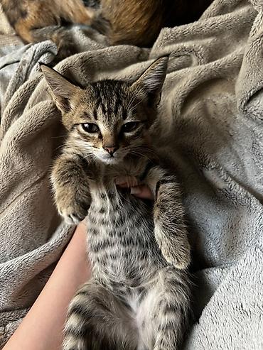 котятя: 🐱 Отдам котят в добрые руки! Ищем любящих и ответственных хозяев для — 5