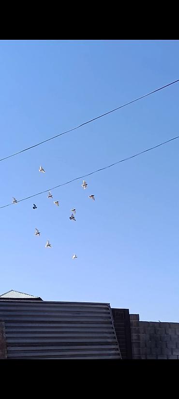 Продам с/х животных: Голуби-сизый, сиреневый и бусый (летные). - Стая белых и несколько — 1