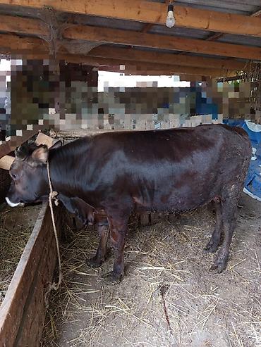 ordek yumurtası satışı: Erkək, il: 1, Ətlik, Ünvandan götürmə — 3