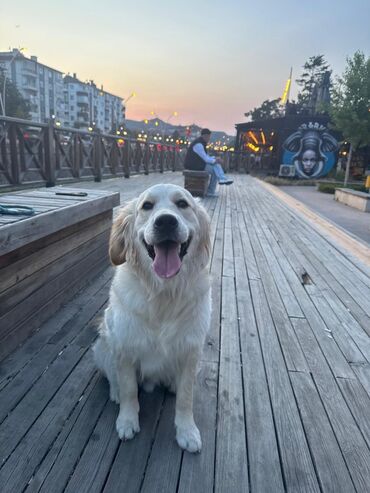 Çaydanlar: Retriever, 1 il, Erkek, Peyvəndli