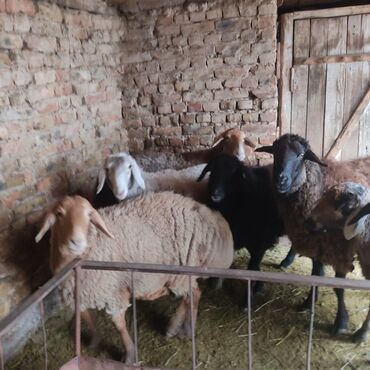 Бараны, овцы: Продаю | Овца (самка) — 3